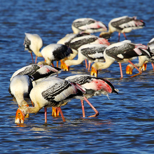 birdwatching