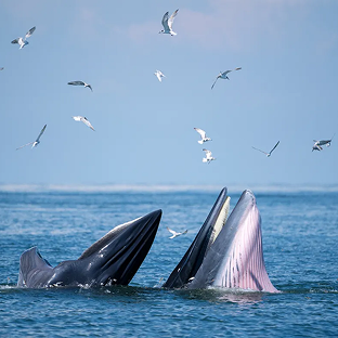 whale