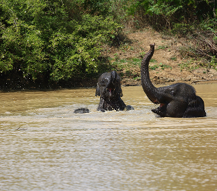 wildlife